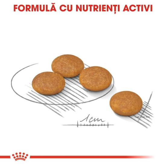 Royal Canin Mini Dermacomfort Care – Hrană Uscată pentru Câini Adulți de Talie Mică, pentru Piele Sensibilă – 1 kg